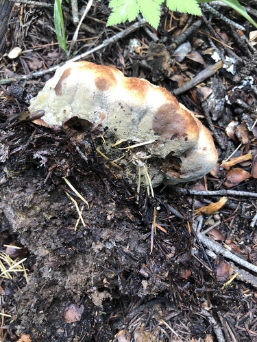 Phaeolus occidentiamericanus