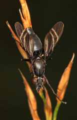 Tritoxa flexa