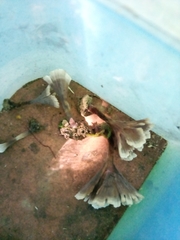 Thelephora regularis