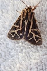 Apantesis williamsii