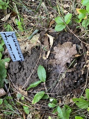 Scalopinae