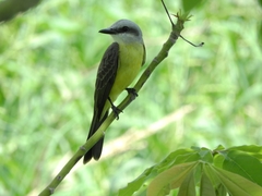 Tyrannus albogularis