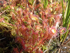 Drosera × obovata