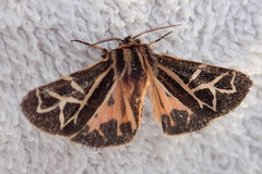 Apantesis williamsii