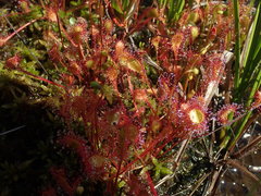 Drosera × obovata