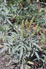 Ambrosia grayi