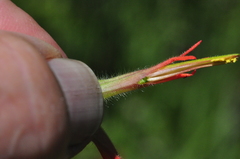 Castilleja suksdorfii
