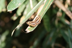 Symbrenthia lilaea formosanus