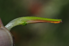 Castilleja suksdorfii