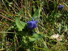 Gentiana sceptrum