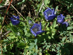 Gentiana sceptrum