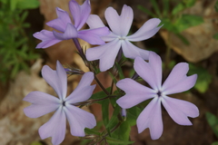 Phlox divaricata divaricata