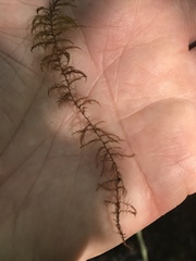 Drepanocladus