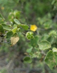 Abutilon viscosum