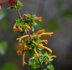 Clinopodium tomentosum