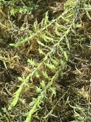 Drepanocladus