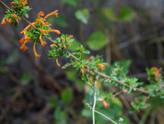 Clinopodium tomentosum