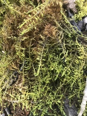 Drepanocladus
