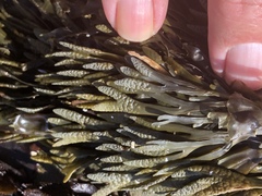 Pelvetiopsis limitata