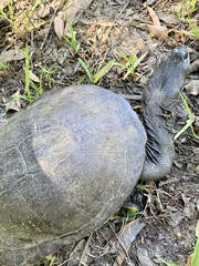 Chelodina expansa