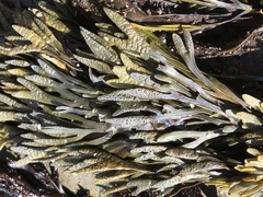 Pelvetiopsis limitata