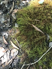 Drepanocladus