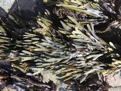 Pelvetiopsis limitata