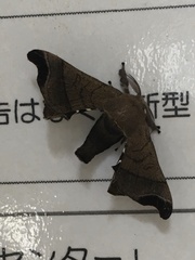 Bombyx