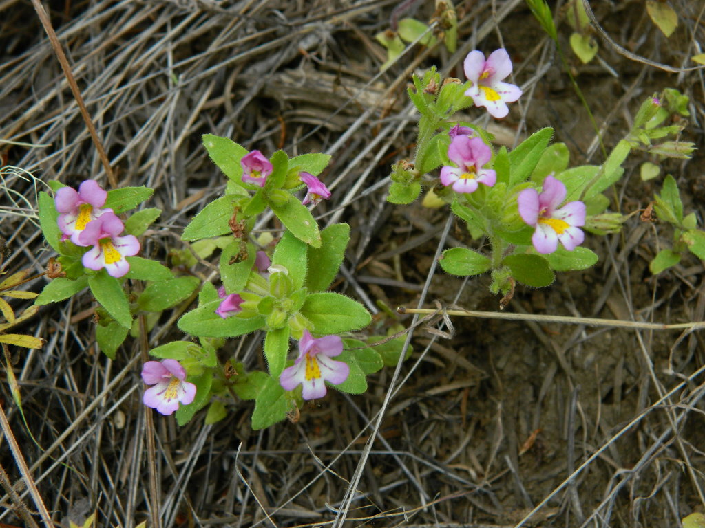 Diplacus clivicola