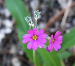 Primula rusbyi