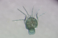 Arrenurus bartonensis