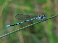 Argia bipunctulata
