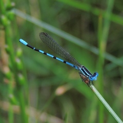 Argia bipunctulata