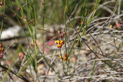 Daviesia triflora