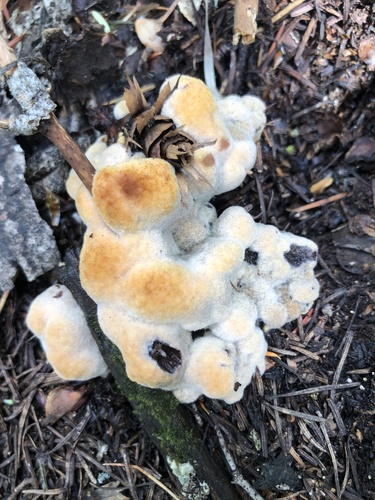 Phaeolus occidentiamericanus