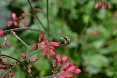 Bombus centralis