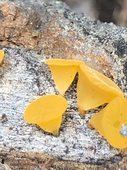 Dacrymyces minutus