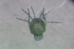 Arrenurus bartonensis