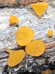 Dacrymyces minutus