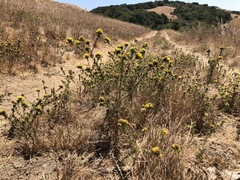 Holocarpha macradenia