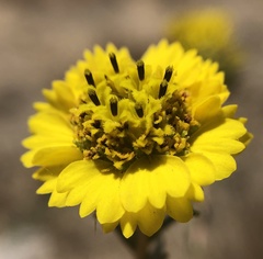 Holocarpha macradenia