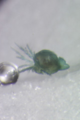 Arrenurus bartonensis