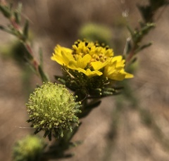 Holocarpha macradenia