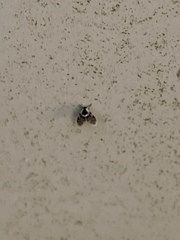 Lepiseodina conspicua