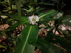 Tradescantia subaspera