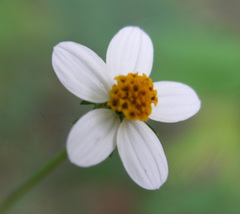 Bidens bigelovii