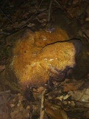 Polyporoletus sublividus