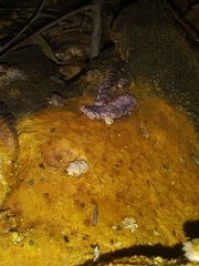 Polyporoletus sublividus