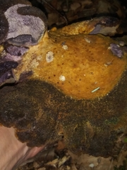 Polyporoletus sublividus