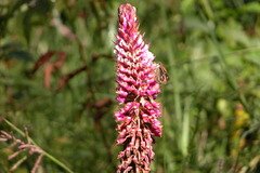 Corra coryna catargyra